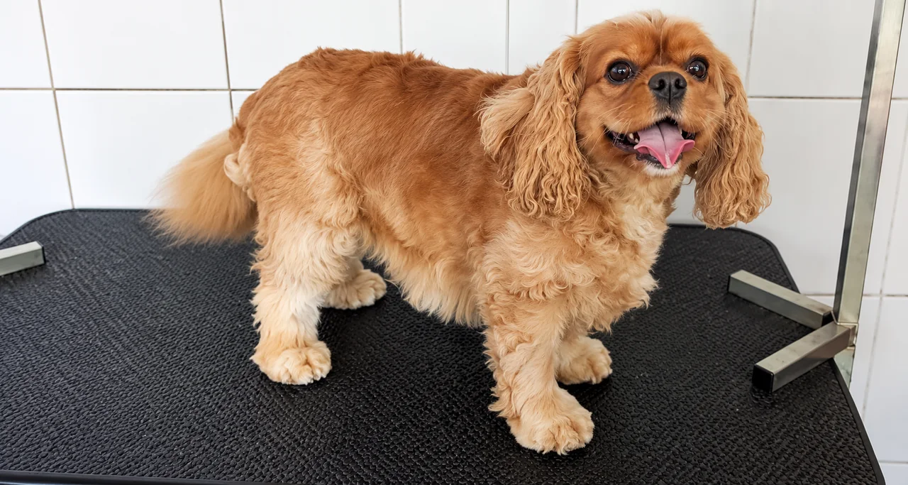 Dog after professional grooming at Suffolk Canine Country Club