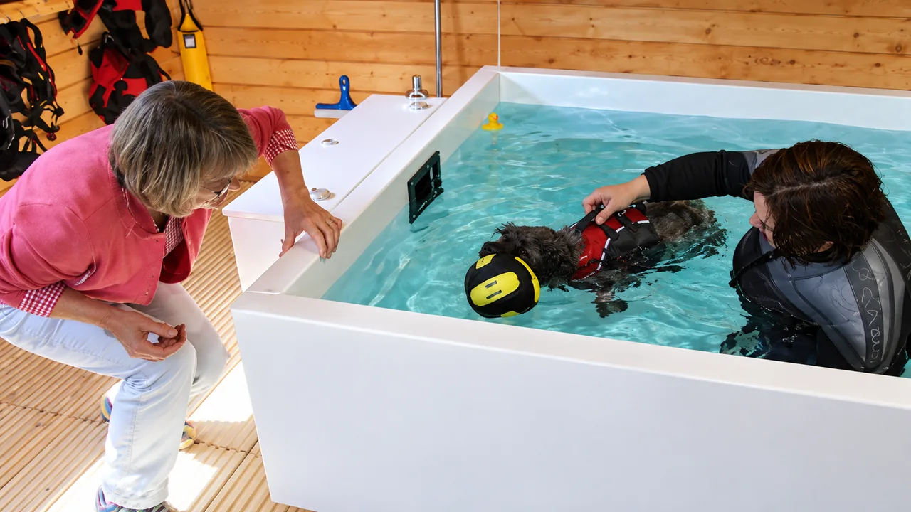 Canine hydrotherapy pool session